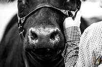 Cattle Show
