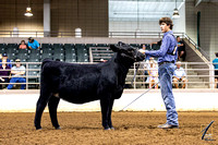 Heifer Show