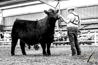 Eastern Regional Junior Limousin Show