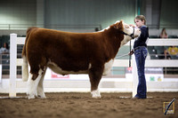 First Year Steer Show Candids
