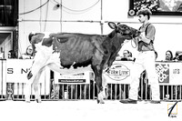 Winter Heifers