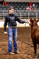 Red Angus